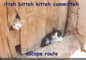 itteh bitteh kitteh committeh  escape route