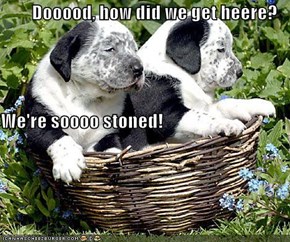 Dooood, how did we get heere?  We're soooo stoned!