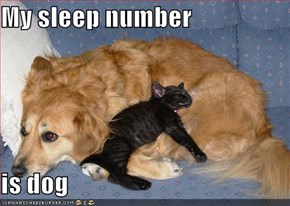 My sleep number  is dog