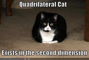 Quadrilateral Cat   Exists in the second dimension