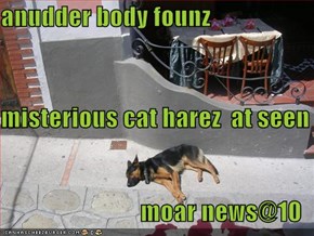 anudder body founz misterious cat harez  at seen moar news@10