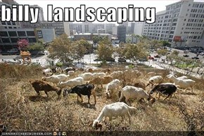 billy  landscaping