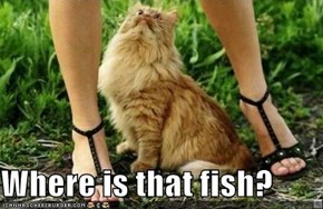 Where is that fish?
