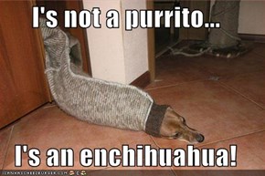 I's not a purrito...  I's an enchihuahua!