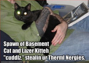 Spawn of Basement Cat and Lazer Kitteh "cuddlz," stealin ur Therml Nergies.