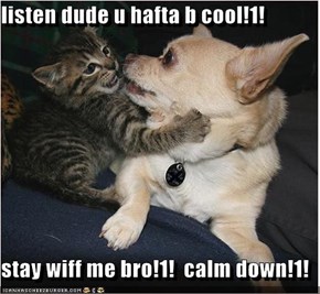 listen dude u hafta b cool!1!  stay wiff me bro!1!  calm down!1!