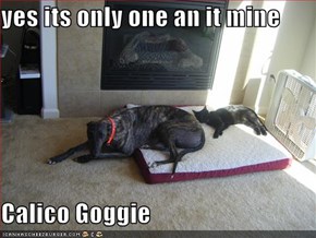 yes its only one an it mine  Calico Goggie