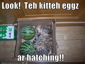Look!  Teh kitteh eggz  ar hatching!!