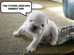 I nou, I is keewt...wantz some snugglez? *wink*