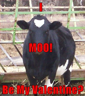 I MOO!    Be My Valentine?