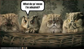 What do ya' mean I'm adopted?
