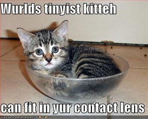 Wurlds tinyist kitteh   can fit in yur contact lens