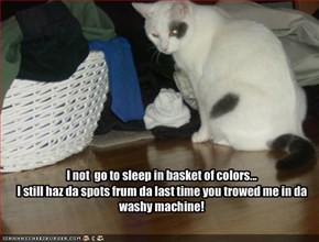 I not  go to sleep in basket of colors...I still haz da spots frum da last time you trowed me in da washy machine!
