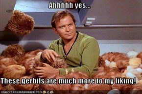 Ahhhhh yes...  These gerbils are much more to my liking!