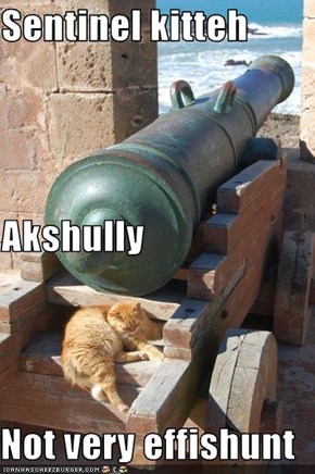 Sentinel kitteh Akshully Not very effishunt