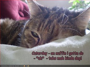 Caterday - an nuffin i gotta do - *ah*  - tahs mah kinda day!