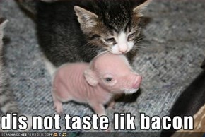 dis not taste lik bacon