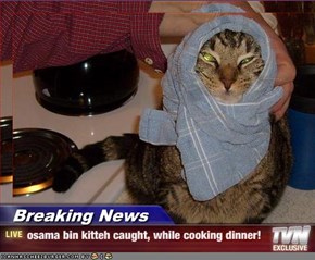 Breaking News - osama bin kitteh caught, while cooking dinner!