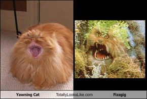 Yawning Cat Totally Looks Like Fizzgig