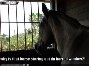umm dad?  why is that horse staring out da barred window?!