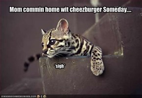 Mom commin home wit cheezburger Someday....