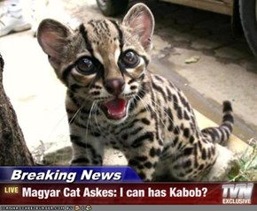 Breaking News - Magyar Cat Askes: I can has Kabob?