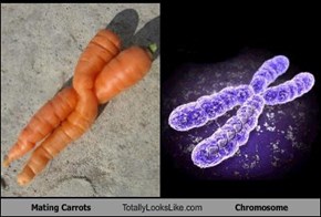 Mating Carrots Totally Looks Like Chromosome