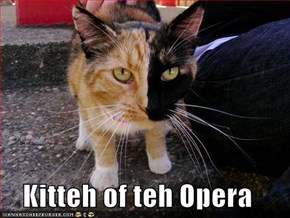 Kitteh of teh Opera