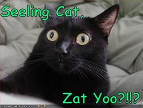 Seeling Cat,             Zat Yoo?!!?
