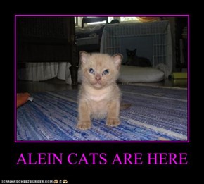 ALEIN CATS ARE HERE