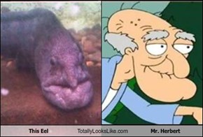 This Eel Totally Looks Like Mr. Herbert