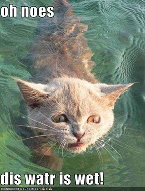 oh noes  dis watr is wet!