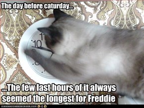 The day before caturday...
