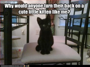 Why would anyone turn their back on a cute little kitten like me?