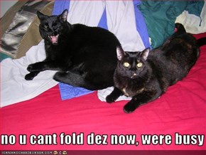 no u cant fold dez now, were busy