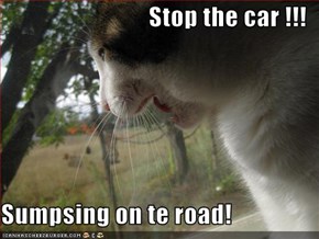 Stop the car !!!  Sumpsing on te road!