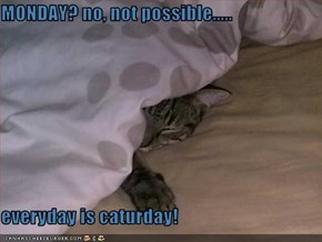 MONDAY? no, not possible.....  everyday is caturday!
