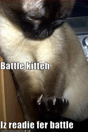 Battle kitteh Iz readie fer battle