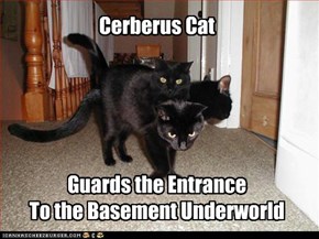 Cerberus Cat      Guards the Entrance To the Basement Underworld