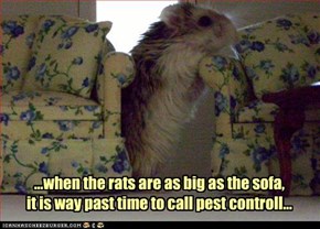 ...when the rats are as big as the sofa,  it is way past time to call pest controll...