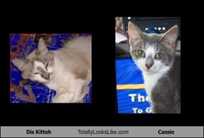 Dis Kitteh Totally Looks Like Cassie