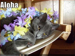 Aloha