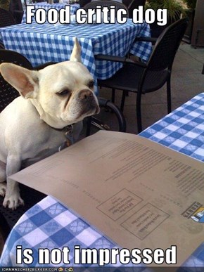 Food critic dog  is not impressed