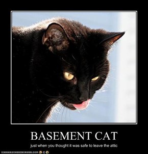 BASEMENT CAT