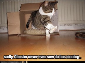 sadly, Chester never even saw da bus coming...