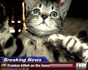 Breaking News - Franken kitteh on the loose!!!!!!!!!!!!!!!!!!!!