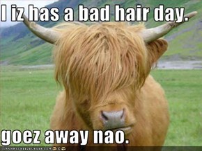 I iz has a bad hair day.  goez away nao.