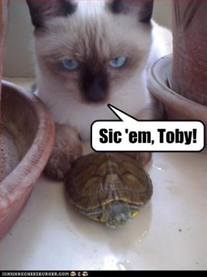 Sic 'em, Toby!