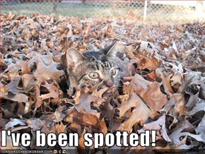 I've been spotted!
