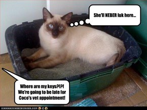 Where are my keys?!?! We're going to be late for Coco's vet appointment!